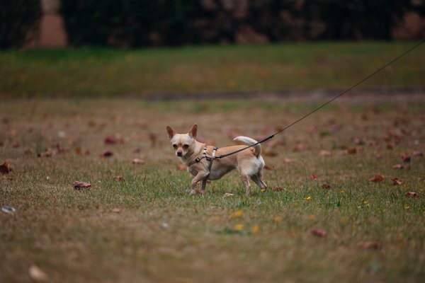 Ecurie De La Passion