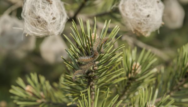 Traitement de la chenille processionnaire : la méthode efficace pour 2026